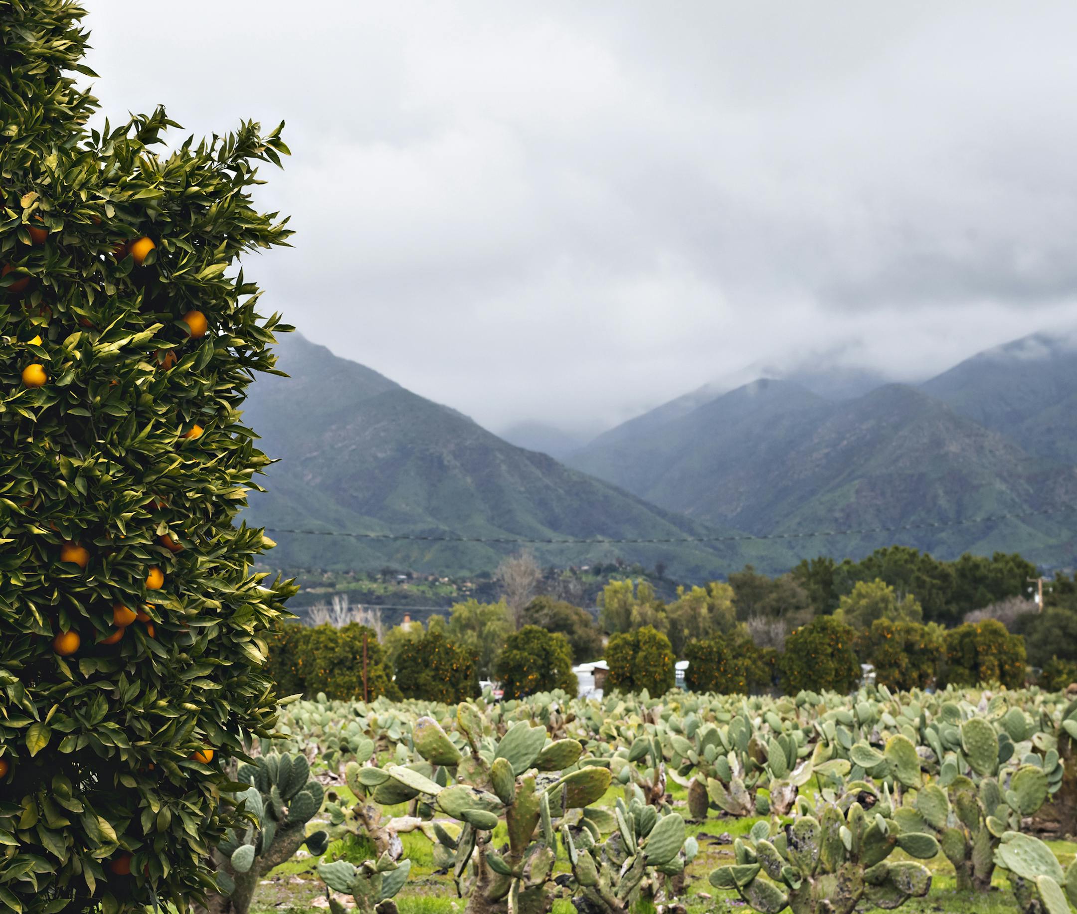 Fields of cacti and citrus grow at the base of the mountains in the Ojai Valley, a wonderful retreat just a short drive north of Los Angeles. ] Photo by Leslie Plesser &#x2022; Special to the Star Tribune