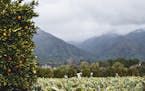 Fields of cacti and citrus grow at the base of the mountains in the Ojai Valley, a wonderful retreat just a short drive north of Los Angeles. ] Photo 