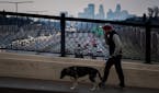 Mike Loeffler took Pan, his 9-year-old Husky mix, for a walk Monday across I-35 south of downtown Minneapolis; temperatures were in the mid-50s.