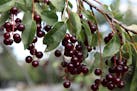 Wild chokecherry fruit on a branch. The berry is a source for an abundance of wildlife.