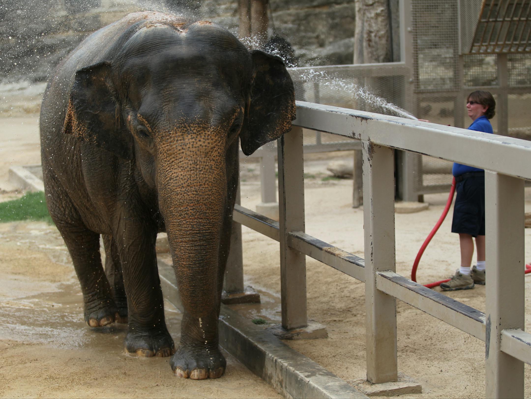 Zookeeper Randee Gonzalez, not seen, sprays water onto Lucky, a 54-year-old female elephant, on June 12, 2014, at the San Antonio Zoo. Gonzalez said Lucky receives a bath every morning but will be hosed down again on hot days to cool off. If she is thirsty, Lucky will open her mouth to indicate so, and will even use her trunk to splash water on the rest of her body. After Lucky is sprayed, Gonzalez said, the elephant will shower sand on herself, which sticks to her moist skin and helps her cool