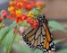 In Norfolk, Va., Norfolk Botanical Garden&#x201a;&#xc4;&#xf4;s summer events focus on pollinators, including live butterflies you see while walking th