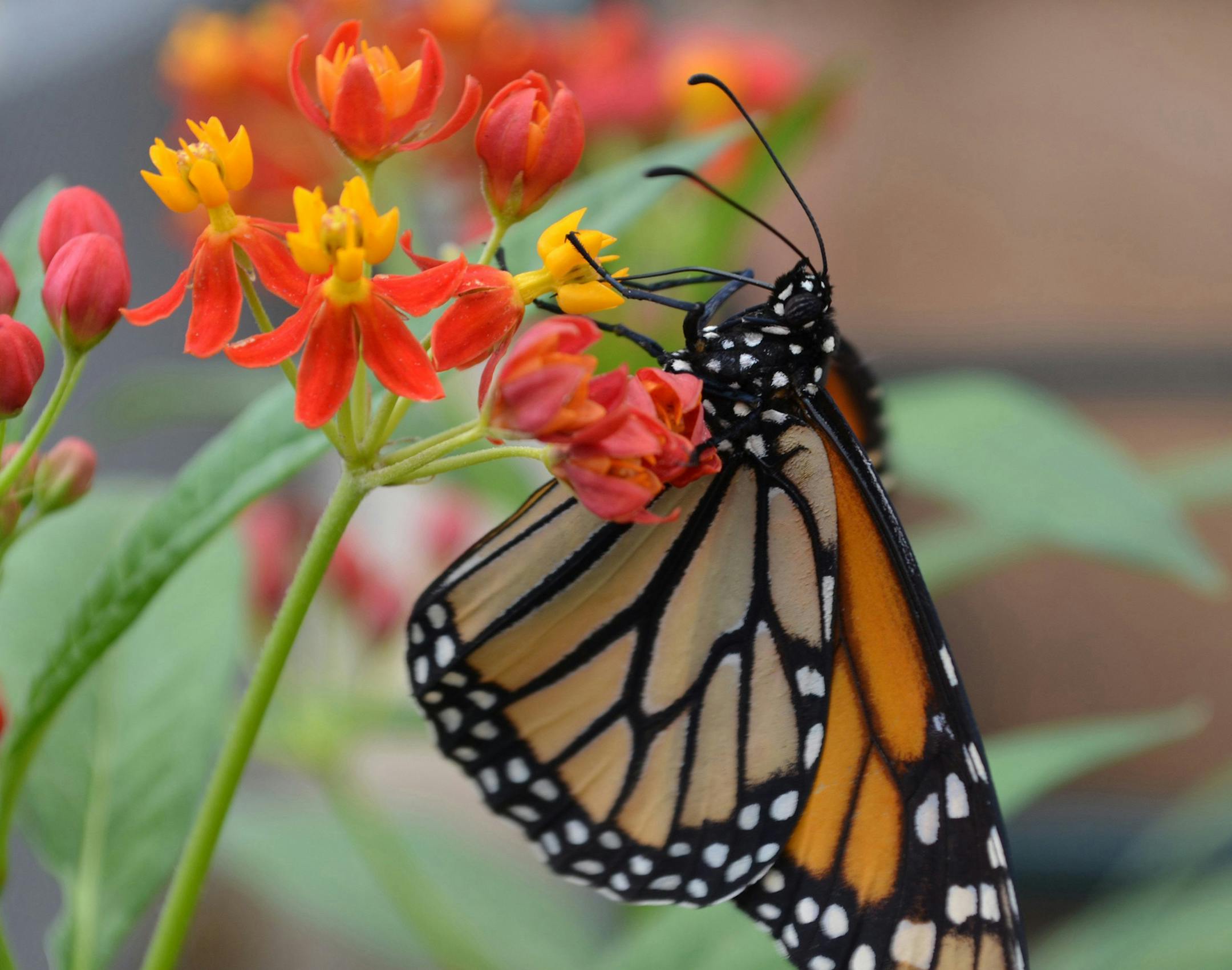 In Norfolk, Va., Norfolk Botanical Garden‚Äôs summer events focus on pollinators, including live butterflies you see while walking through the butterfly house. (Norfolk Botanical Garden/Newport News Daily Press/MCT) ORG XMIT: 1154063 ORG XMIT: MIN1406182306250918