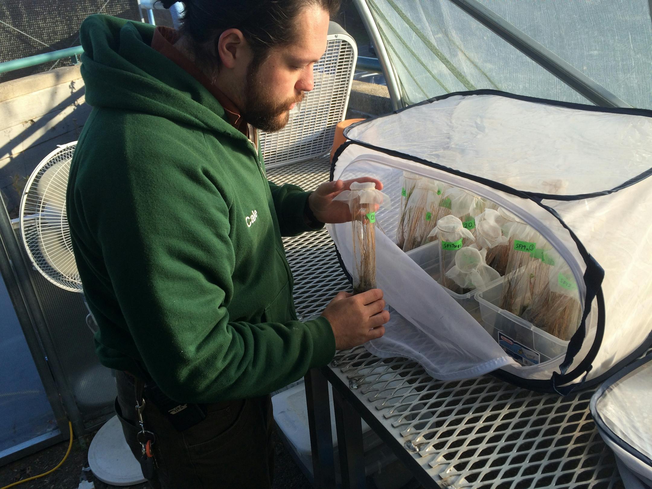 Cale Nordmeyer, butterfly conservation specialist at the Minnesota Zoo, shows a tube containing a Dakota Skipper caterpillar in a plug of prairie grass. It's part of the zoo's endangered butterfly breeding program.