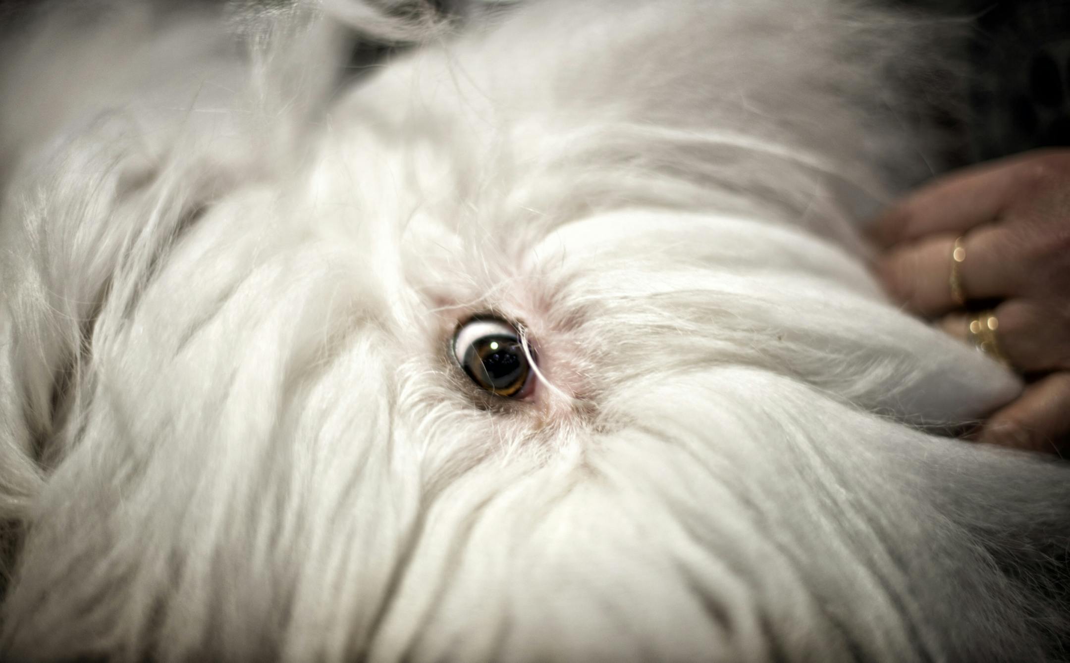 Bond, a 14 month old English Sheepdog really did have an eye under all that fur his owner Dawn Finch of Mankato assured me. More than 2,000 purebred canines � from big to small, hunting to herding, working and terrier, and even lap dogs � competed for American Kennel Club (AKC) awards at Land O�Lakes Kennel Club annual dog show at Saint Paul RiverCentre which runs through Sunday, January 6. Friday, January 4, 2013
