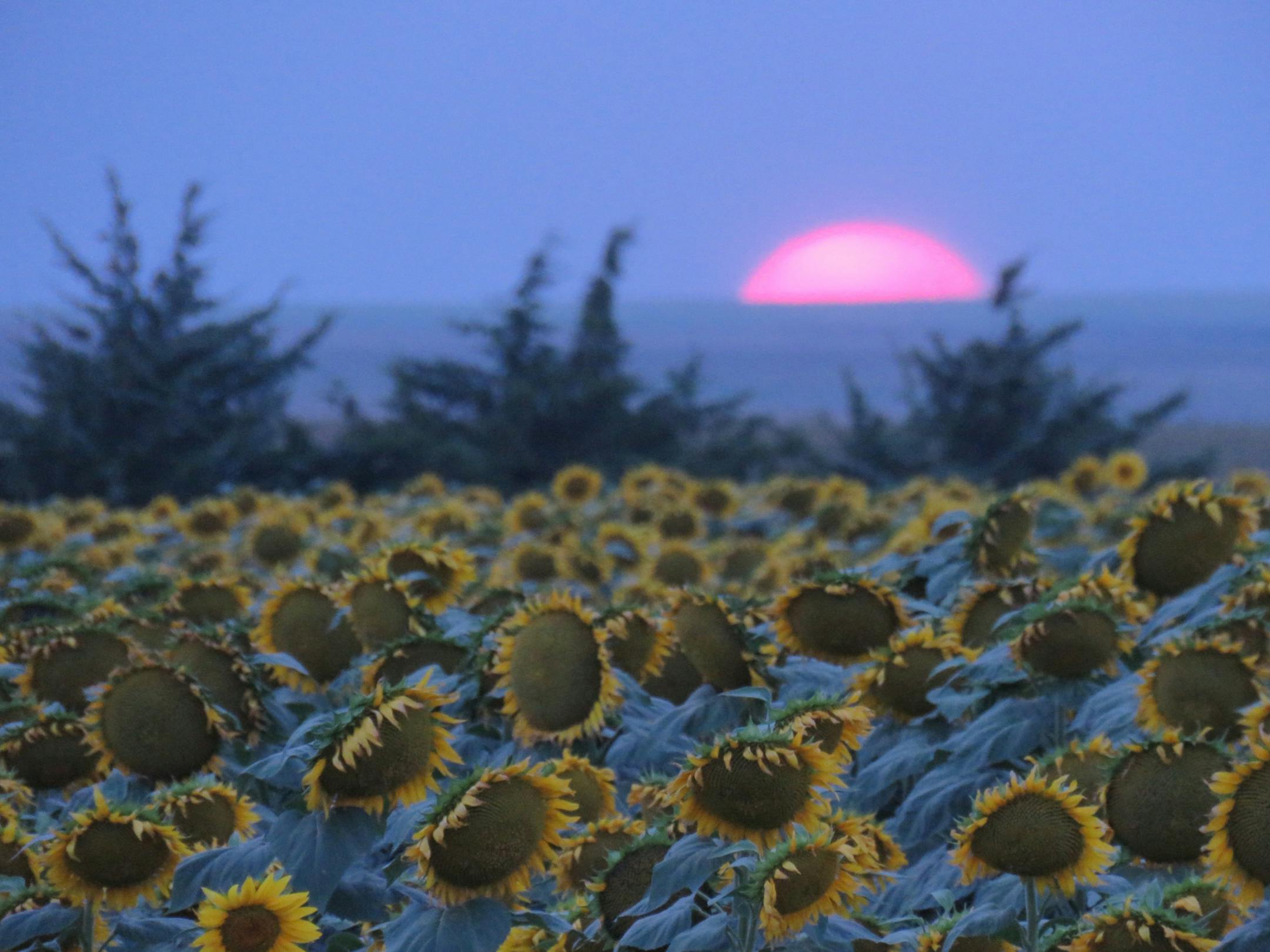 South Dakota sunflower fields. Photo by Lisa McClintick