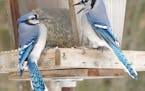 Jim Williams
Jays can be fractious, disputing who gets to eat first at the feeder.