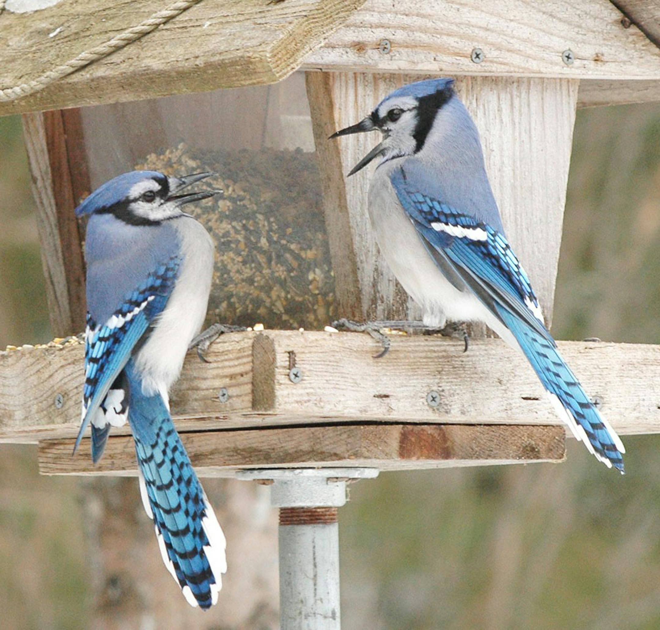 Jim Williams
Jays can be fractious, disputing who gets to eat first at the feeder.