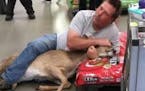 A shopper in Wadena got the best of this uninvited deer.