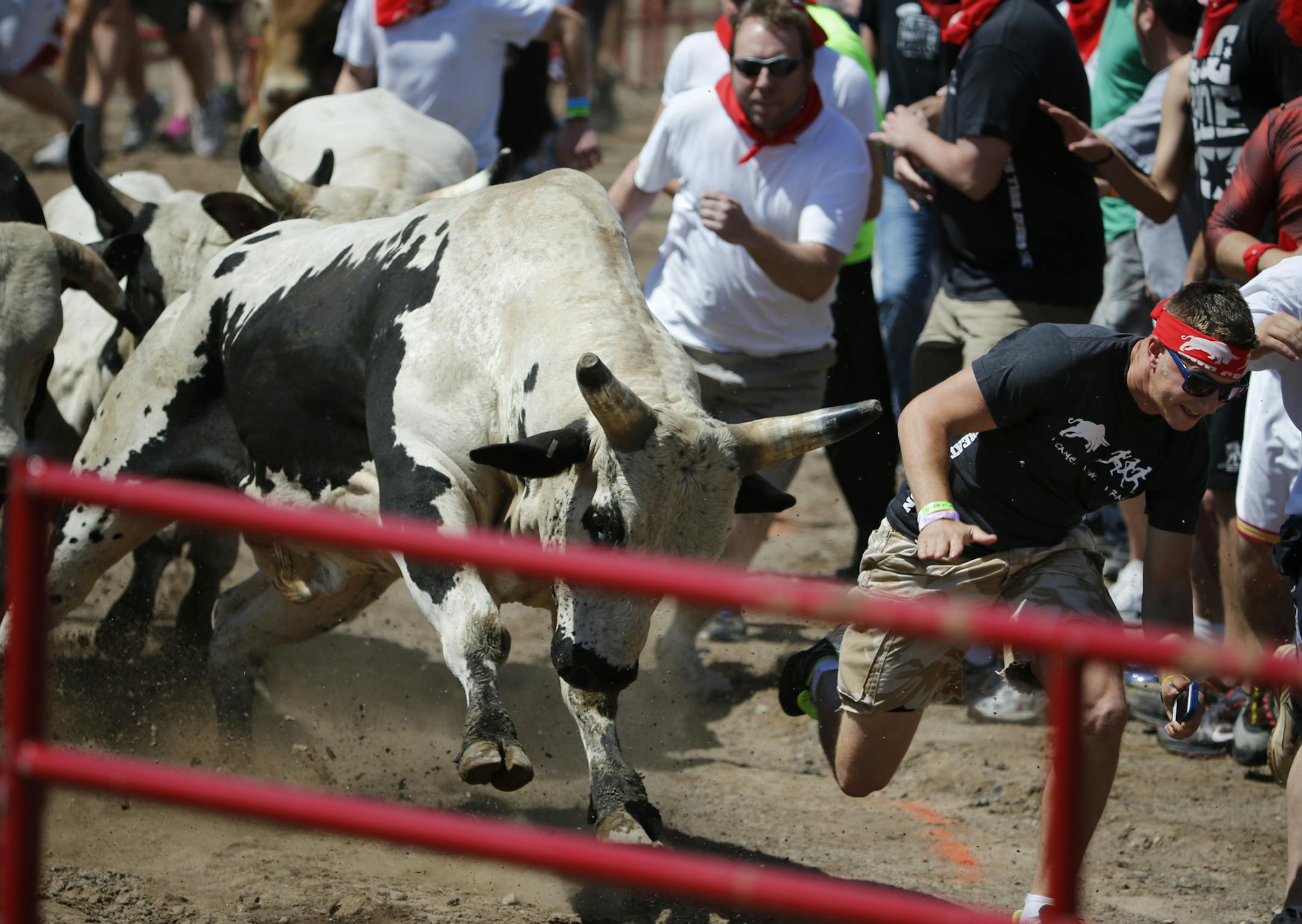 At the Great Bull Run held at the Elk River Extreme Motor Park, Minnesotans were able to run with the bulls on a quarter-mile course after being fortified with liquid courage, at least for some participants.] rtsong-taatarii@startribune.com