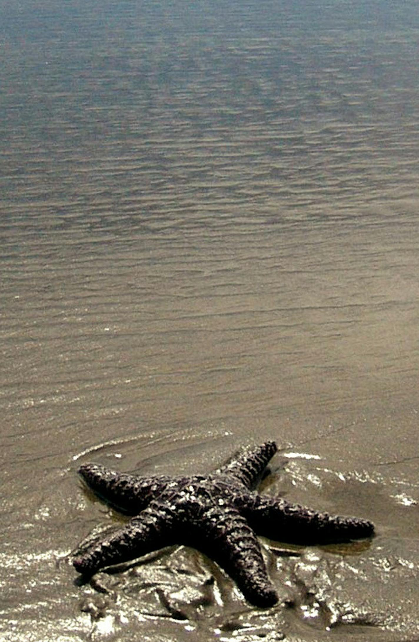 -- NO MAGS, NO SALES -- KRT TRAVEL STORY SLUGGED: UST-MANZANITA KRT PHOTOGRAPH BY CAROL PUCCI/SEATTLE TIMES (October 6) A starfish is exposed at low tide along the beach at Manzanita, Oregon. (nk) 2003 ORG XMIT: KRT