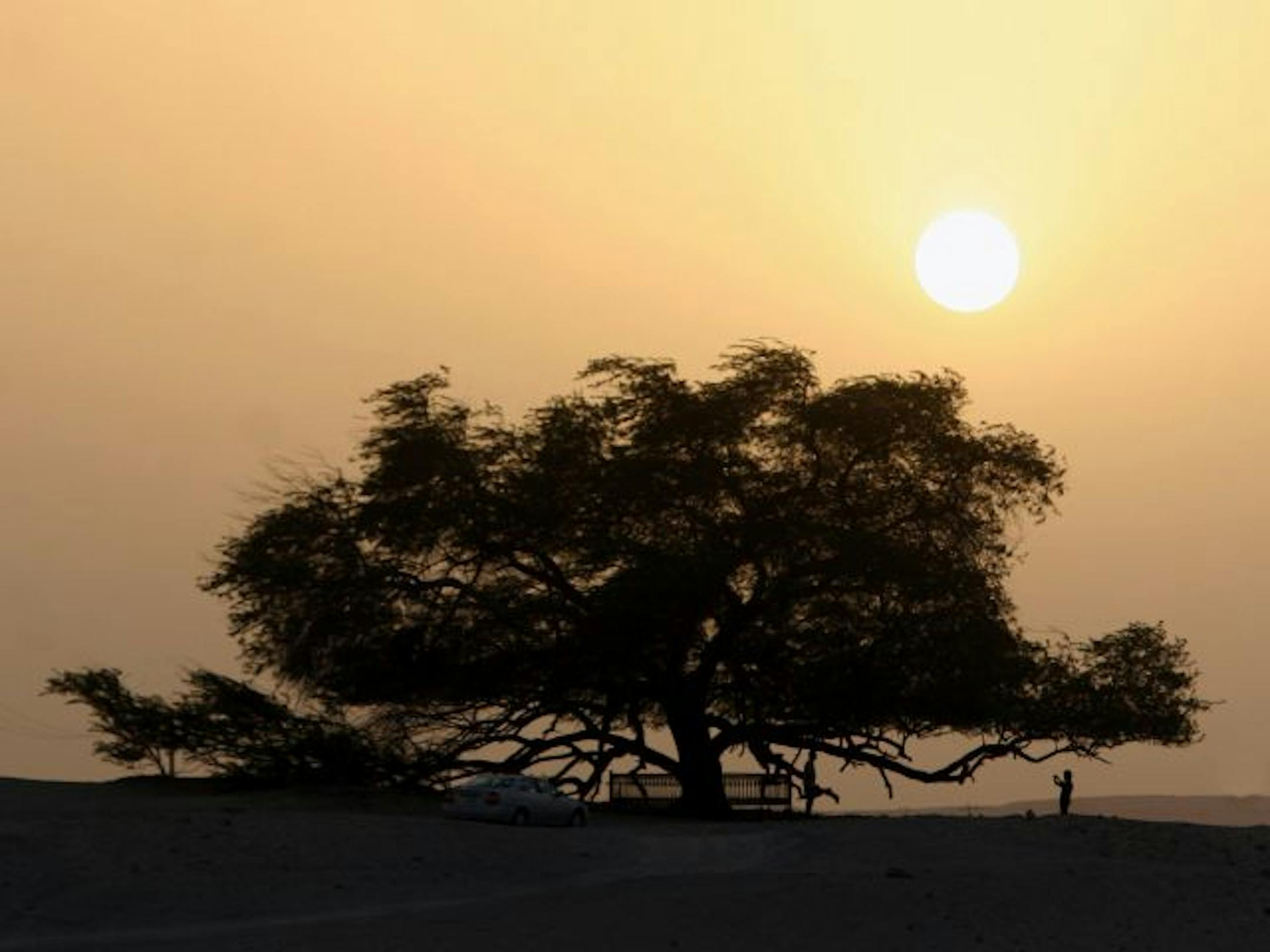 Tourists snap photographs of each other at Sunset at the Tree of Life, a 400-year-old mesquite tree that stands alone in the Sakhir desert in Bahrain.