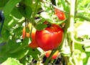 Troubleshooting tomatoes in your garden