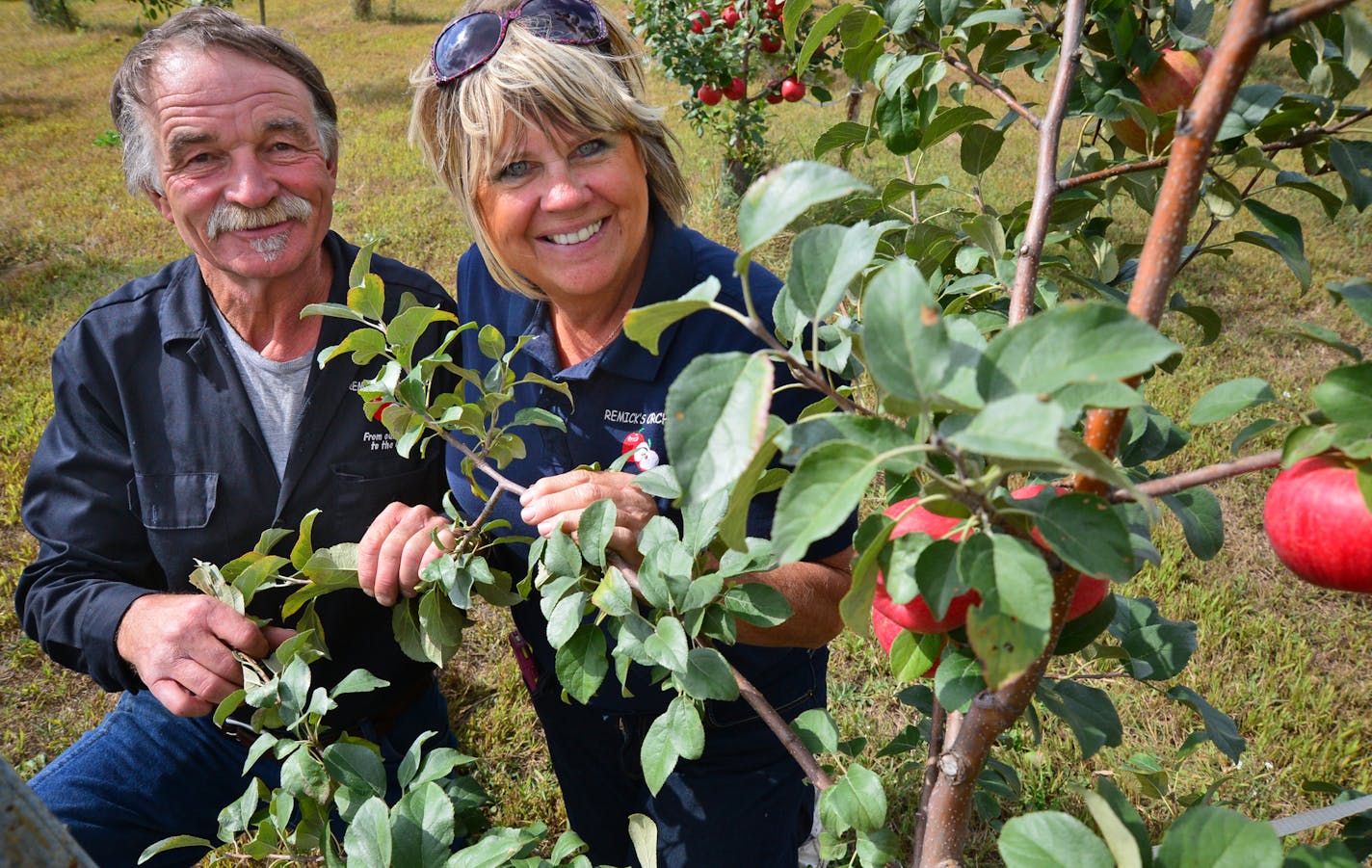 The Remick family defied the naysayers and Mother Nature when they planted apple trees in the sandy soils of Anoka County. This year, they're harvesting their first yield. Donna and Chuck Remick are amazed at the fruit production of these Honeycrisp apple trees ] Richard.Sennott@startribune.com Richard Sennott/Star Tribune Oak Grove Minnesota Tuesday 9/17/13) ** (cq)