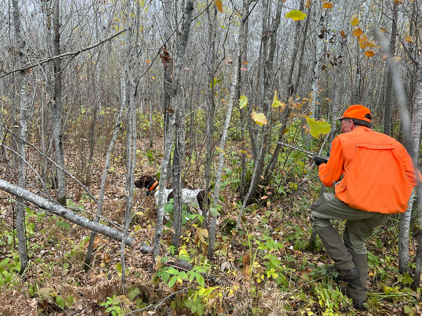 Wildlife photographer Bill Marchel of Brainerd approaches Sally,&nbsp;a German short-haired pointer owned by Rolf Moen of Brainerd. Sally has scented and is "pointing'' a woodcock in the northern Minnesota woods.