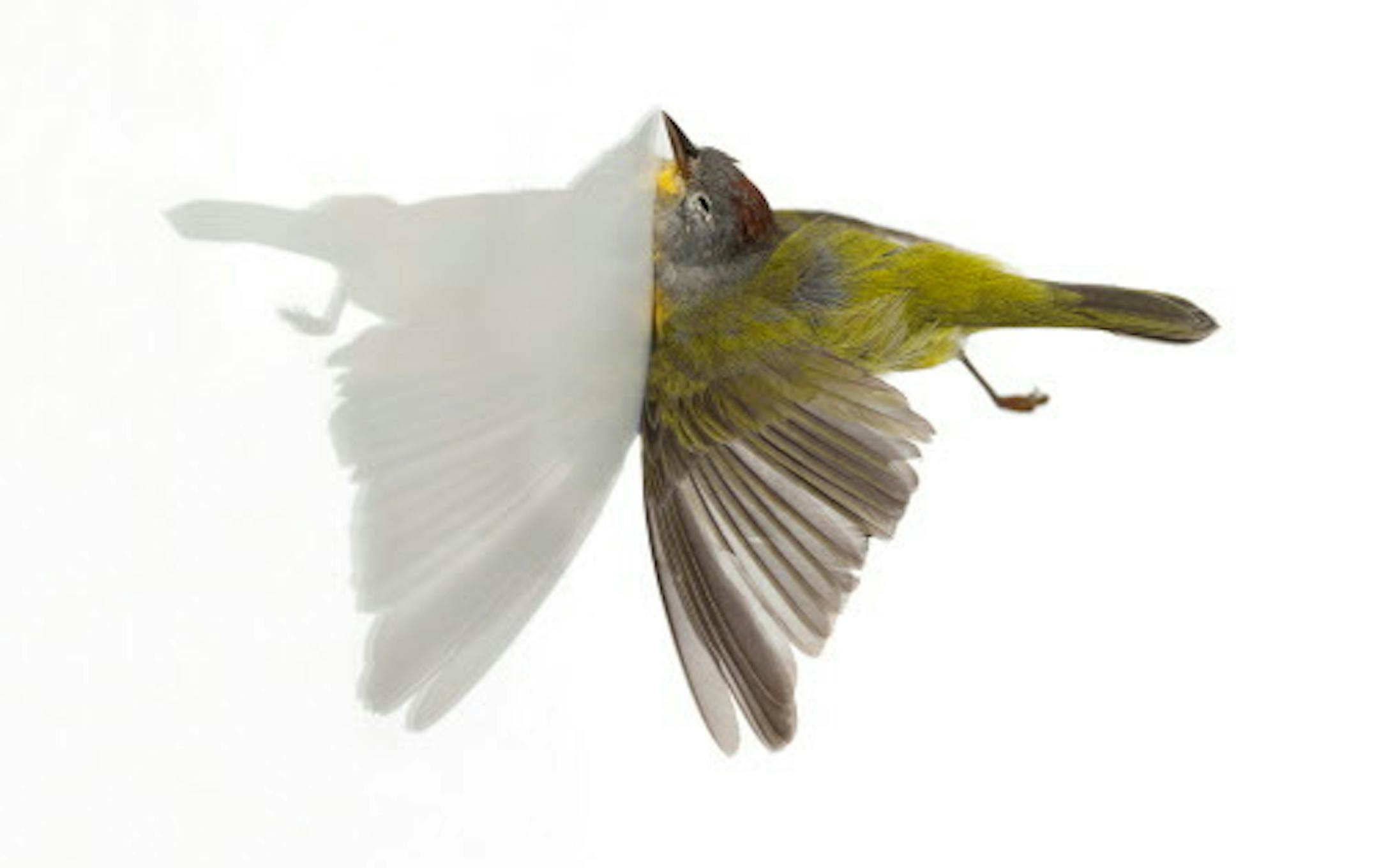 Miranda Brandon " Impact (Warbler)" Date completed: August 2013 Medium: Digital photo/ Inkjet print Dimensions: 36" H x 48" W x 2" D Provided by Soo Visual Arts Center