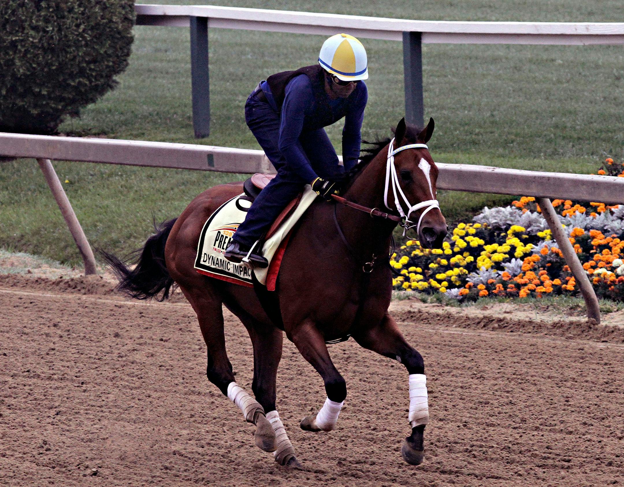 Preakness Stakes entrant Dynamic Impact gallops under exercise rider Marco Cano at Pimlico Race Course in Baltimore, Thursday, May 15, 2014. The 139th Preakness is Saturday, May 17. (AP Photo/Garry Jones)