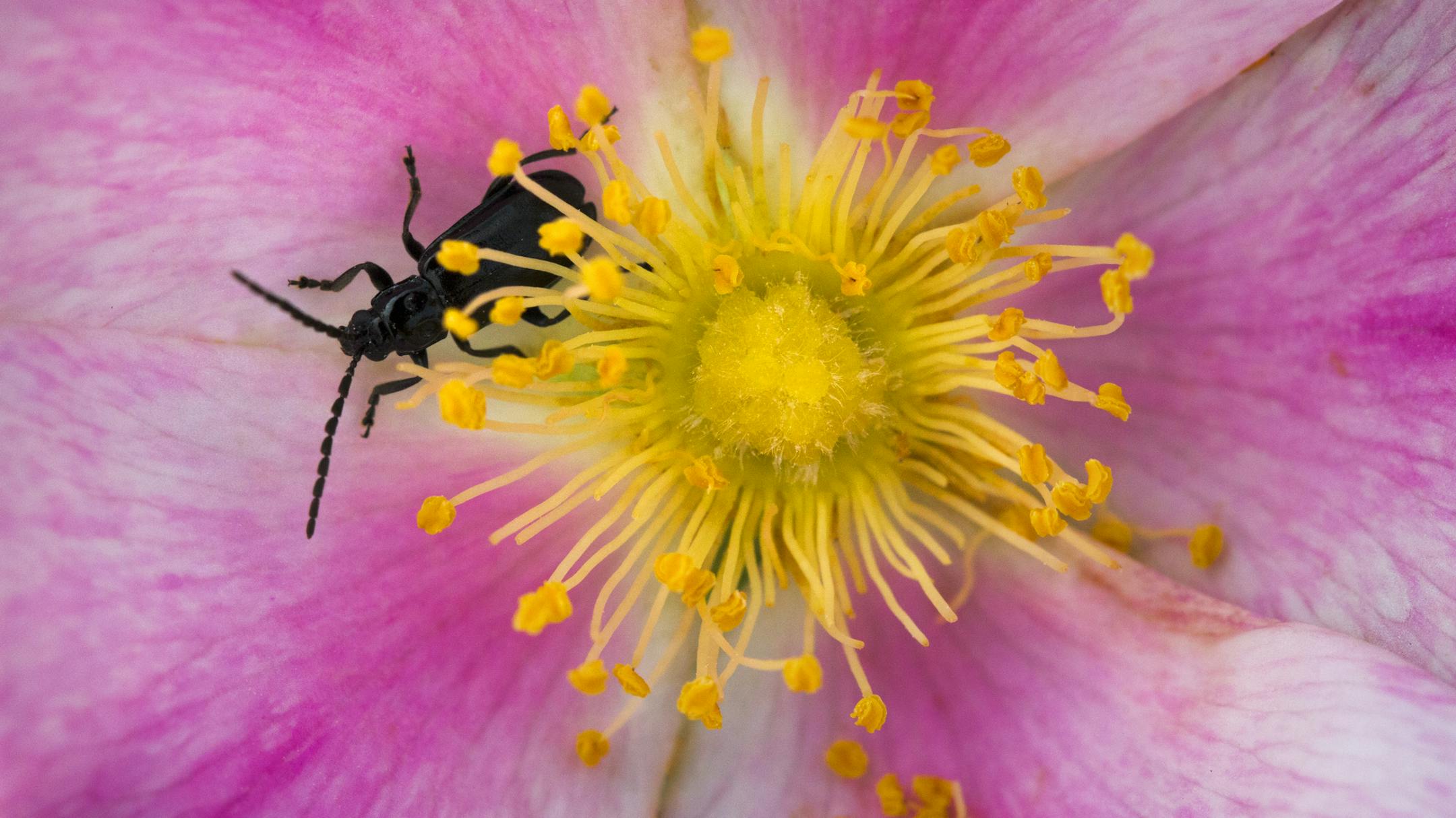Prairie Rose with visitor. ] Minnesota State of Wonders - Summer on the Prairie. BRIAN PETERSON • brian.peterson@startribune.com Luverne, MN 08/02/14