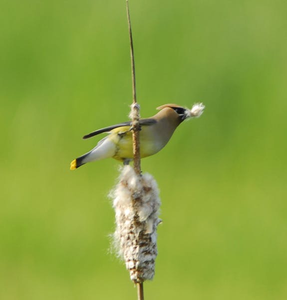 Cattail down will make a soft lining for a cedar waxwing nest credit: Jim Willliams, special to the Star Tribune