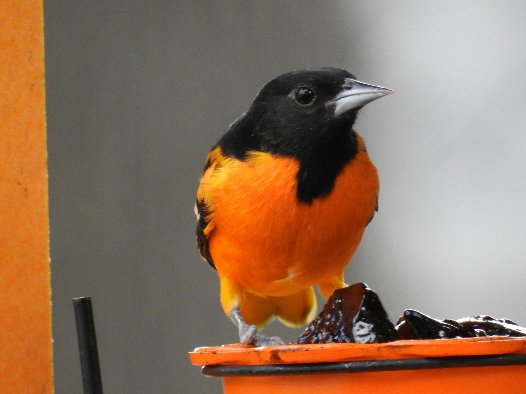 A Baltimore oriole perches by a pile of grape jelly on a feeder nearly as orange has his bright breast. No signs it's eaten yet, since there are no telltale jelly bits left around its beak.