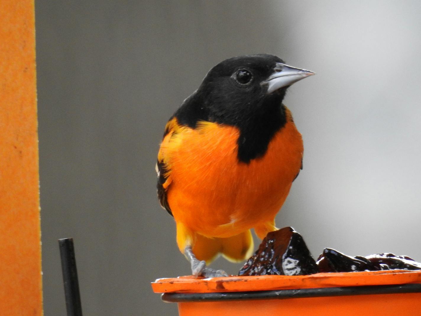 A Baltimore oriole perches by a pile of grape jelly on a feeder nearly as orange has his bright breast. No signs it's eaten yet, since there are no telltale jelly bits left around its beak.