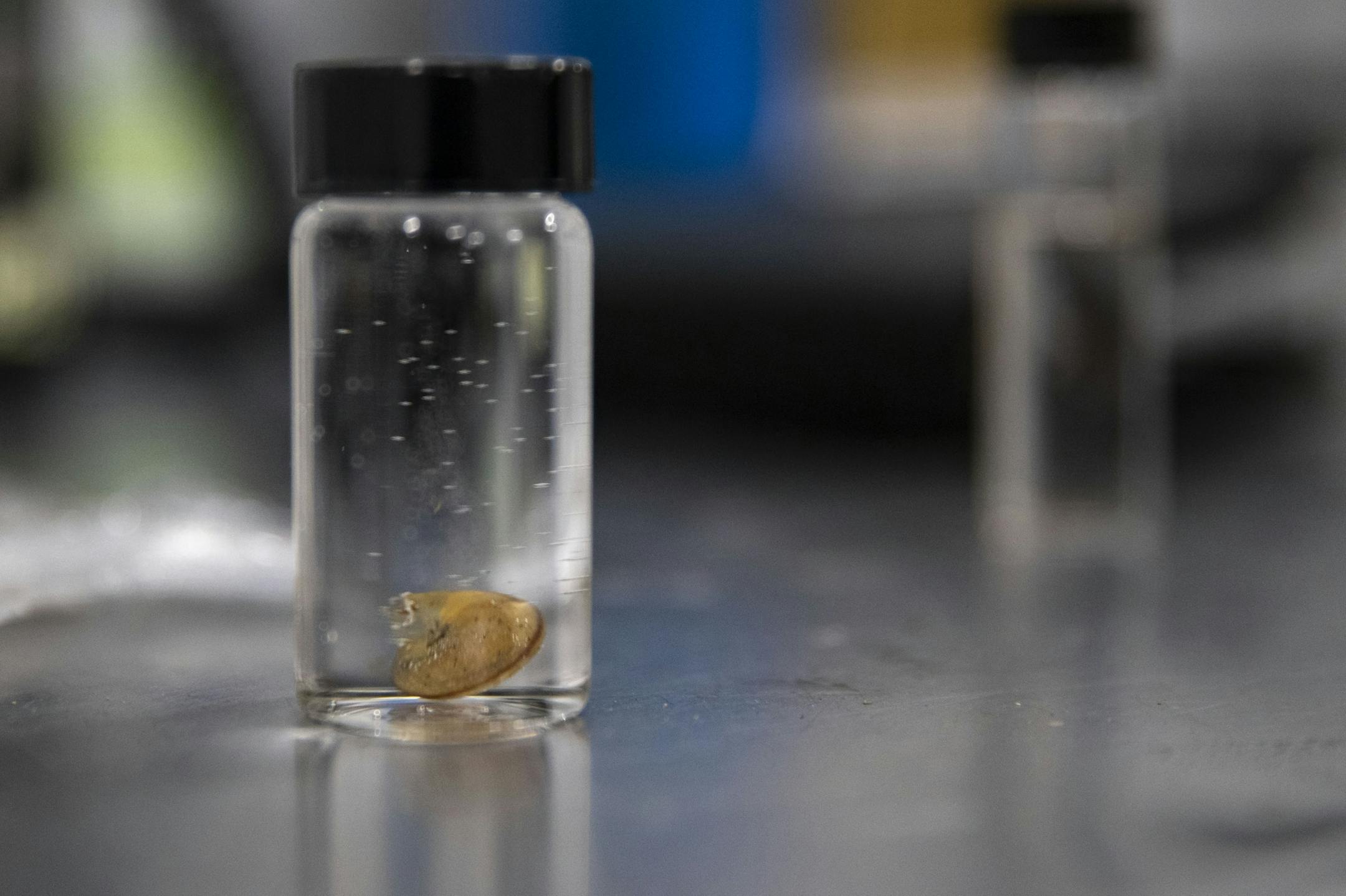 A snail sits in a small vial of alcohol as it waits to be sent in for analysis to determine if it poses a significant risk to the goods.
