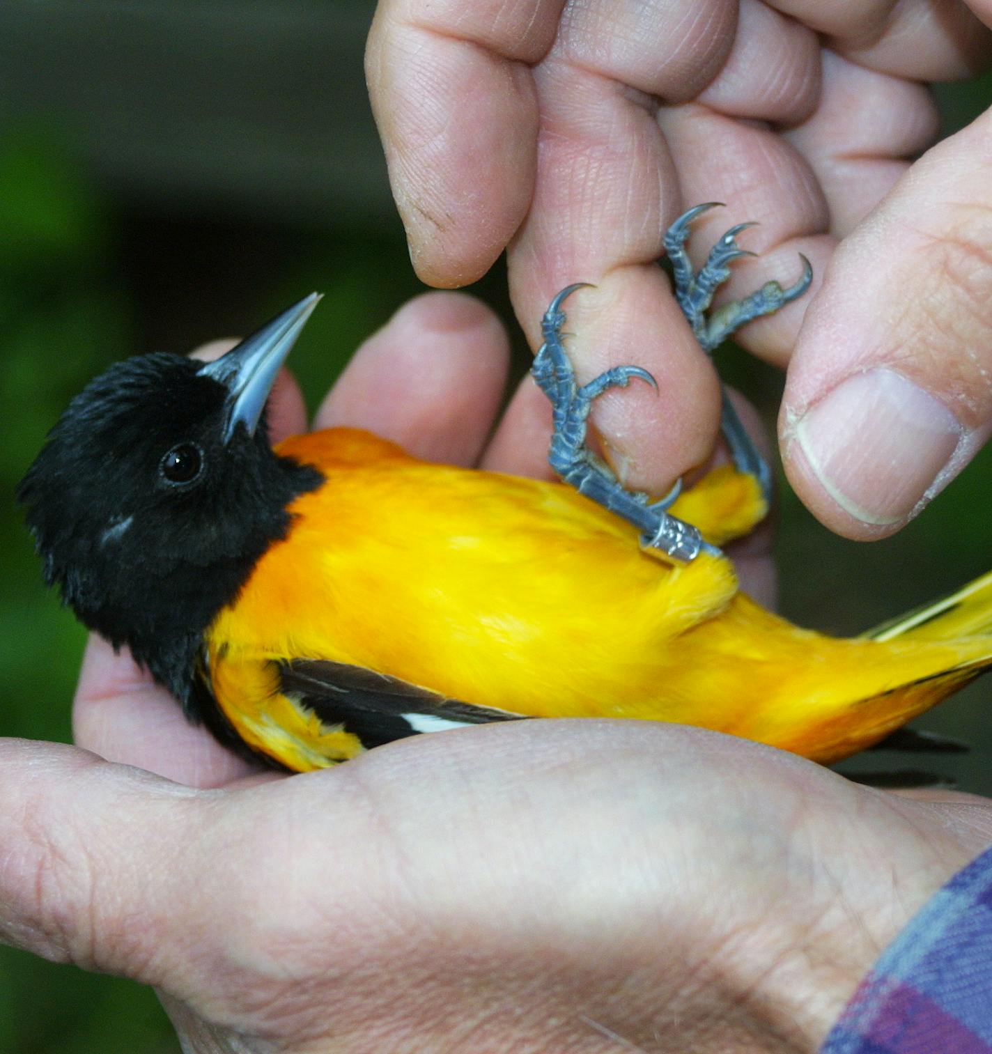 DO NOT USE! ONE-TIME USE FOR OUTDOORS WEEKEND ONLY! Photo by Siah St. Clair. A Baltimore Oriole picture is released after banding. This bird won't make an appearance until May.