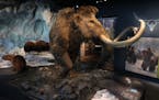 The woolly mammoth display includes a giant beaver and a musk ox along a glacier. The mammoth is covered with hair from the same company that made the