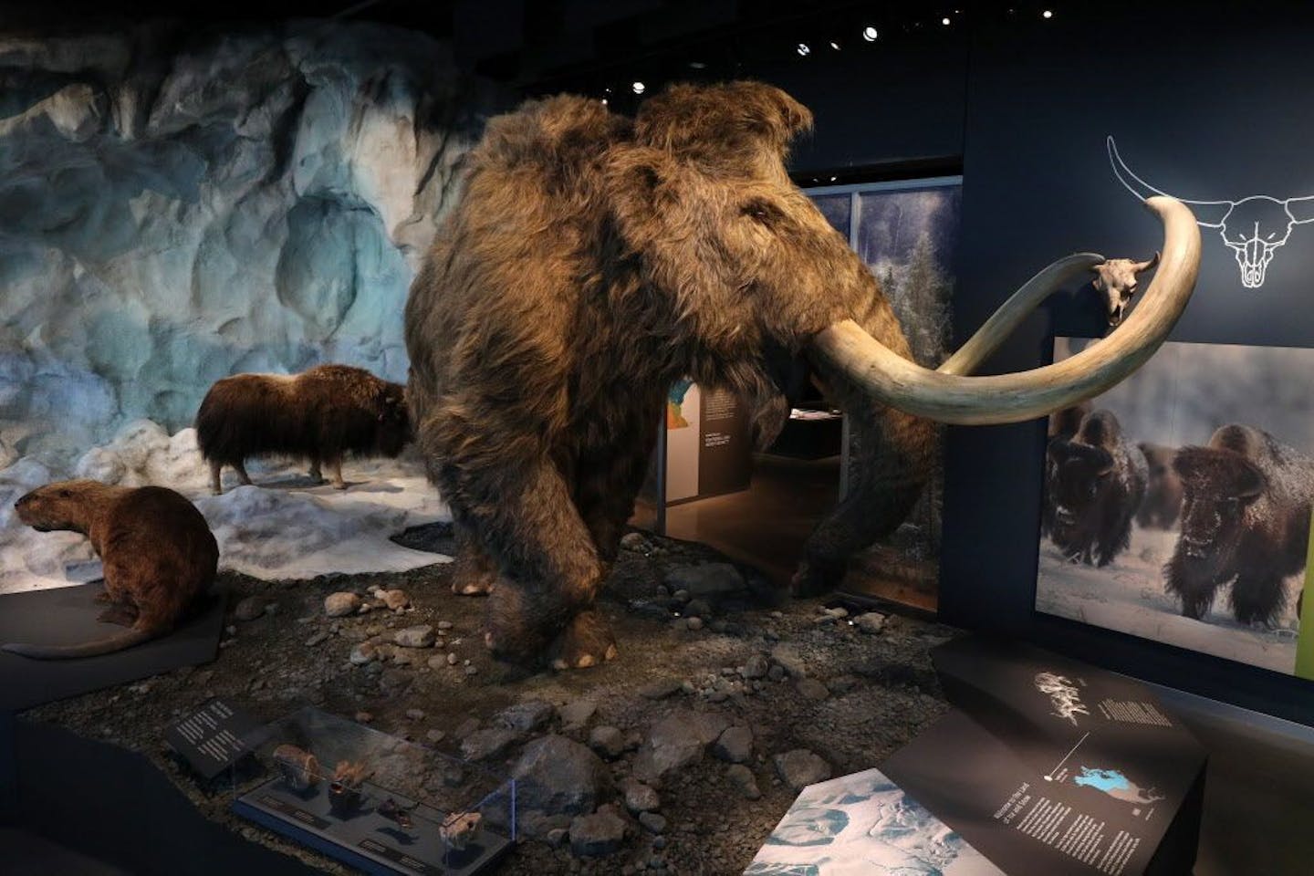 The woolly mammoth display includes a giant beaver and a musk ox along a glacier. The mammoth is covered with hair from the same company that made the hair for Star Wars' Chewbacca.