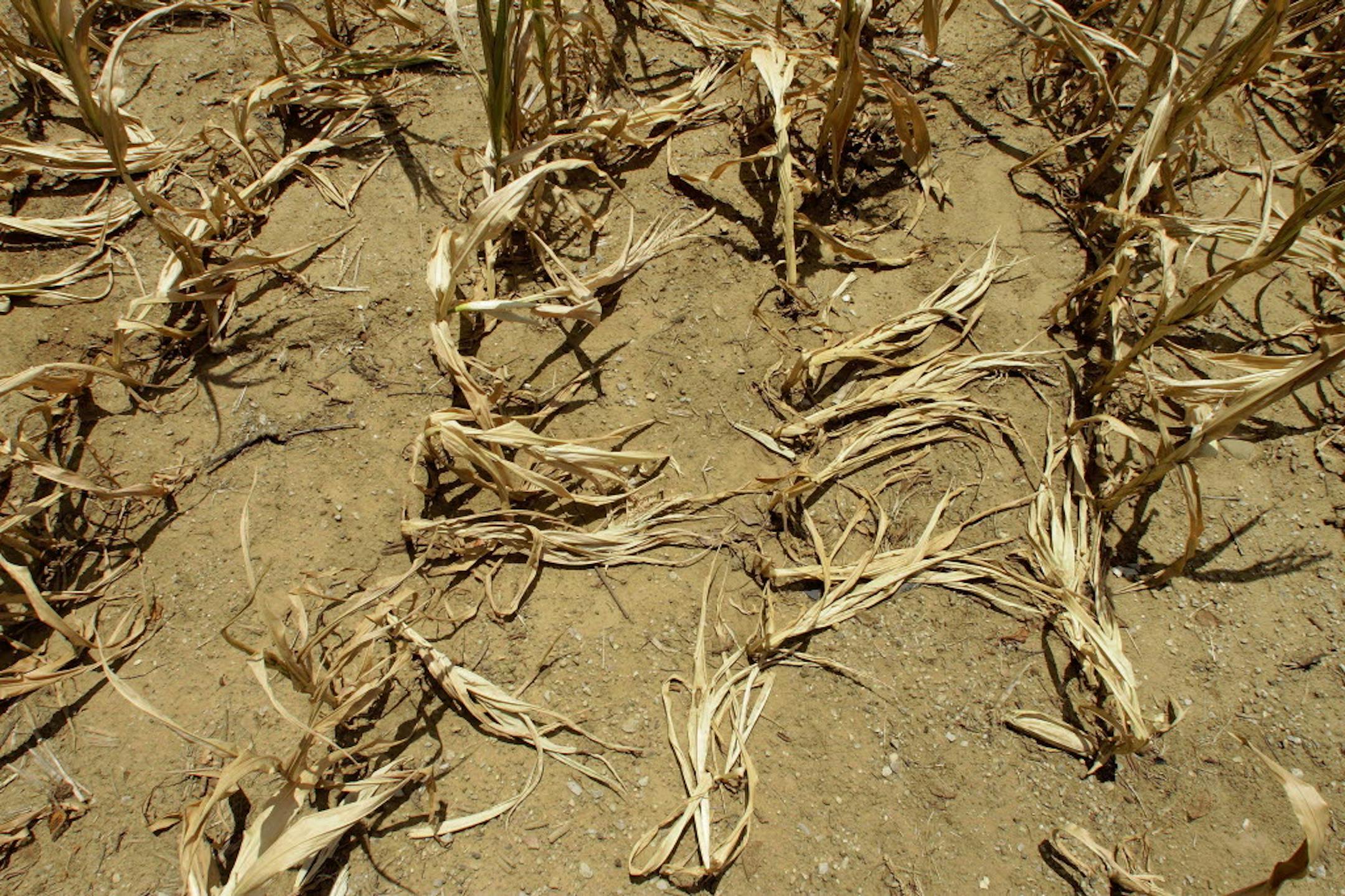 Corn stalks struggle from lack of rain.