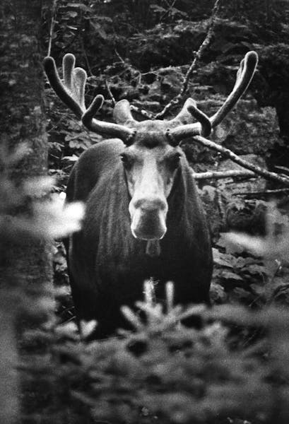 Moose, 1980 Minneapolis Star and Tribune file photo. ORG XMIT: MIN2014031414363809