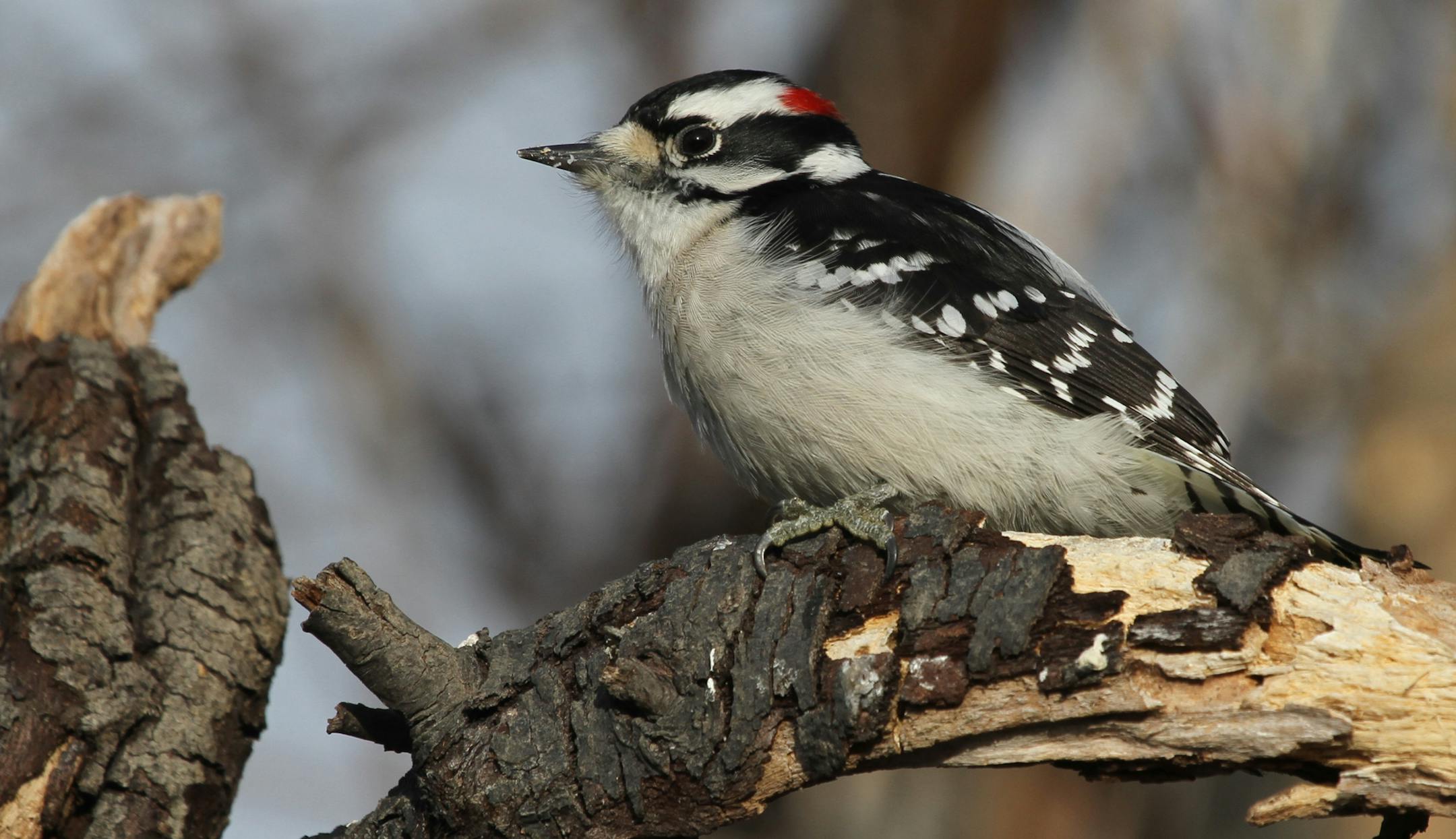 A downy woodpecker flies from tree to tree to check for high-protein insect larvae in bark crevices. credit: Don Severson