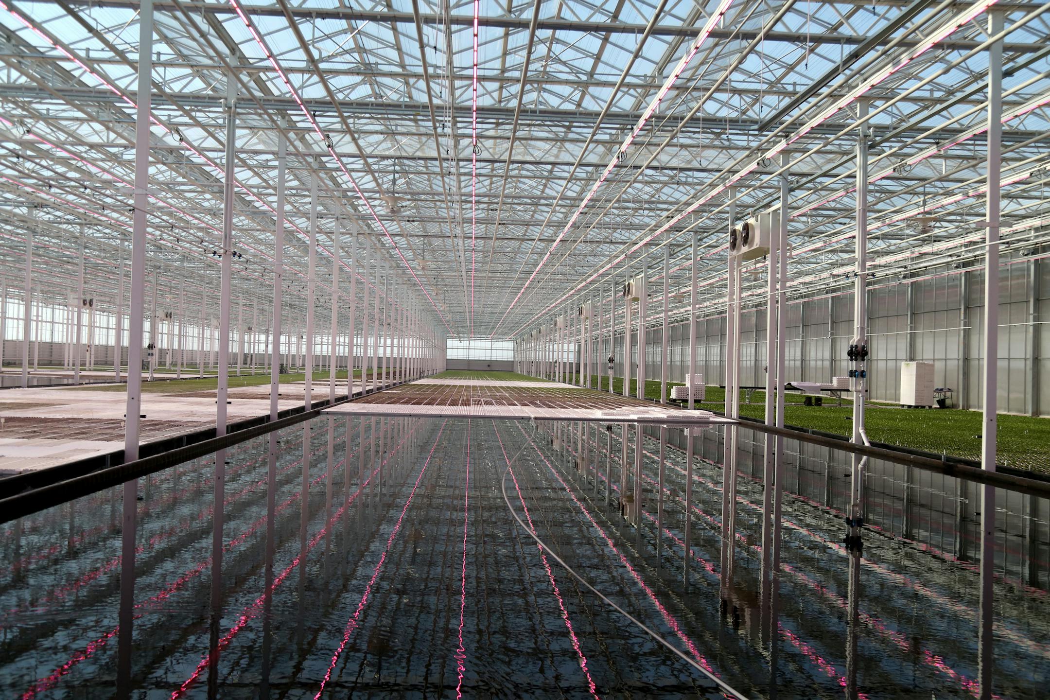 Revol Greens is a new competitor to the California greens market and is growing five varieties of lettuce in greenhouses only an hour's drive south of Minneapolis at a fraction of the transportation costs. Here, a purple hue is cast by LED lights inside the sprawling green house at Revol Greens Tuesday, Feb. 13, 2018, in Medford, MN.] DAVID JOLES • david.joles@startribune.com The lettuce in many Twin Cities groceries at this time of year typically originates in California, 2,000 miles and four t