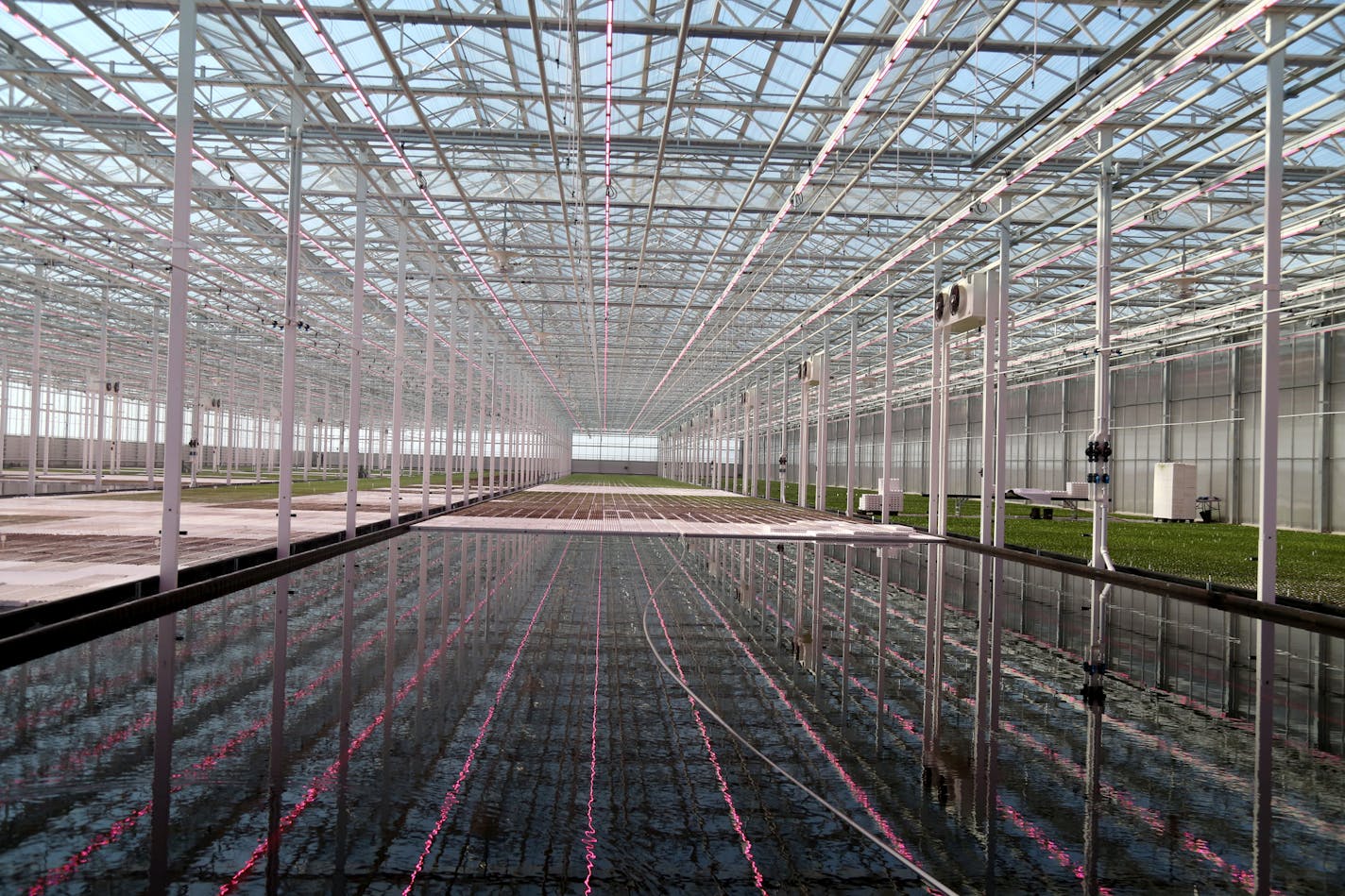 Revol Greens is a new competitor to the California greens market and is growing five varieties of lettuce in greenhouses only an hour's drive south of Minneapolis at a fraction of the transportation costs. Here, a purple hue is cast by LED lights inside the sprawling green house at Revol Greens Tuesday, Feb. 13, 2018, in Medford, MN.] DAVID JOLES • david.joles@startribune.com The lettuce in many Twin Cities groceries at this time of year typically originates in California, 2,000 miles and four t