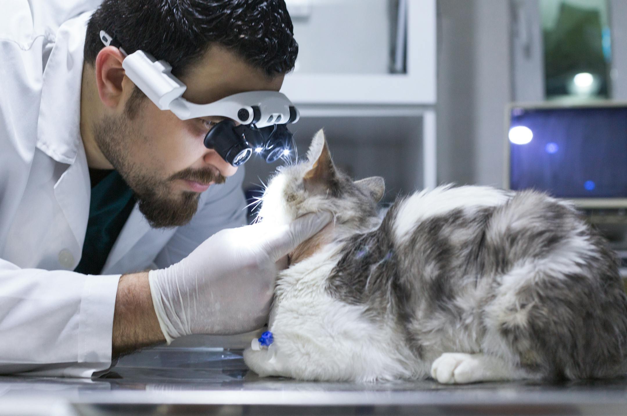 Veterinarian examining cat with sore eye