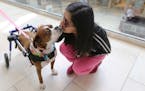 8-year-old boxer rescue, Jordan, gives a smooch to passerby Dani Navarrete during indoor dog-walking hours on Sunday, March 24, 2018 at Rosedale Shopp