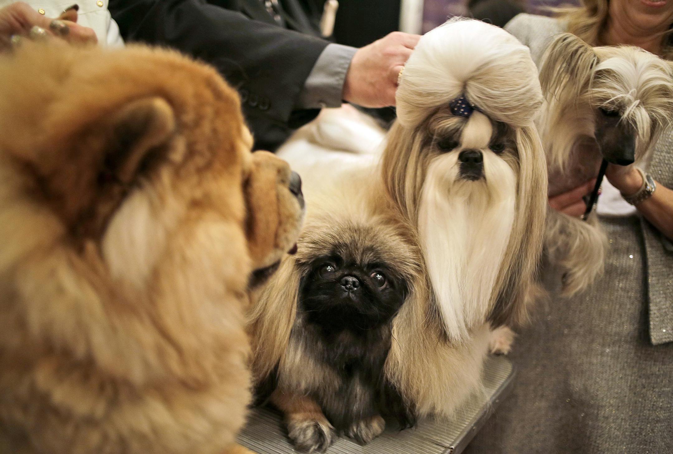 Chinese dog breeds pose for a picture during a news conference in New York, Tuesday, Jan. 30, 2018. The dogs were part of news conference to promote the 142nd Annual Westminster Kennel Club Dog Show, which is taking place in New York City starting Feb. 12, 2018. (AP Photo/Seth Wenig)
