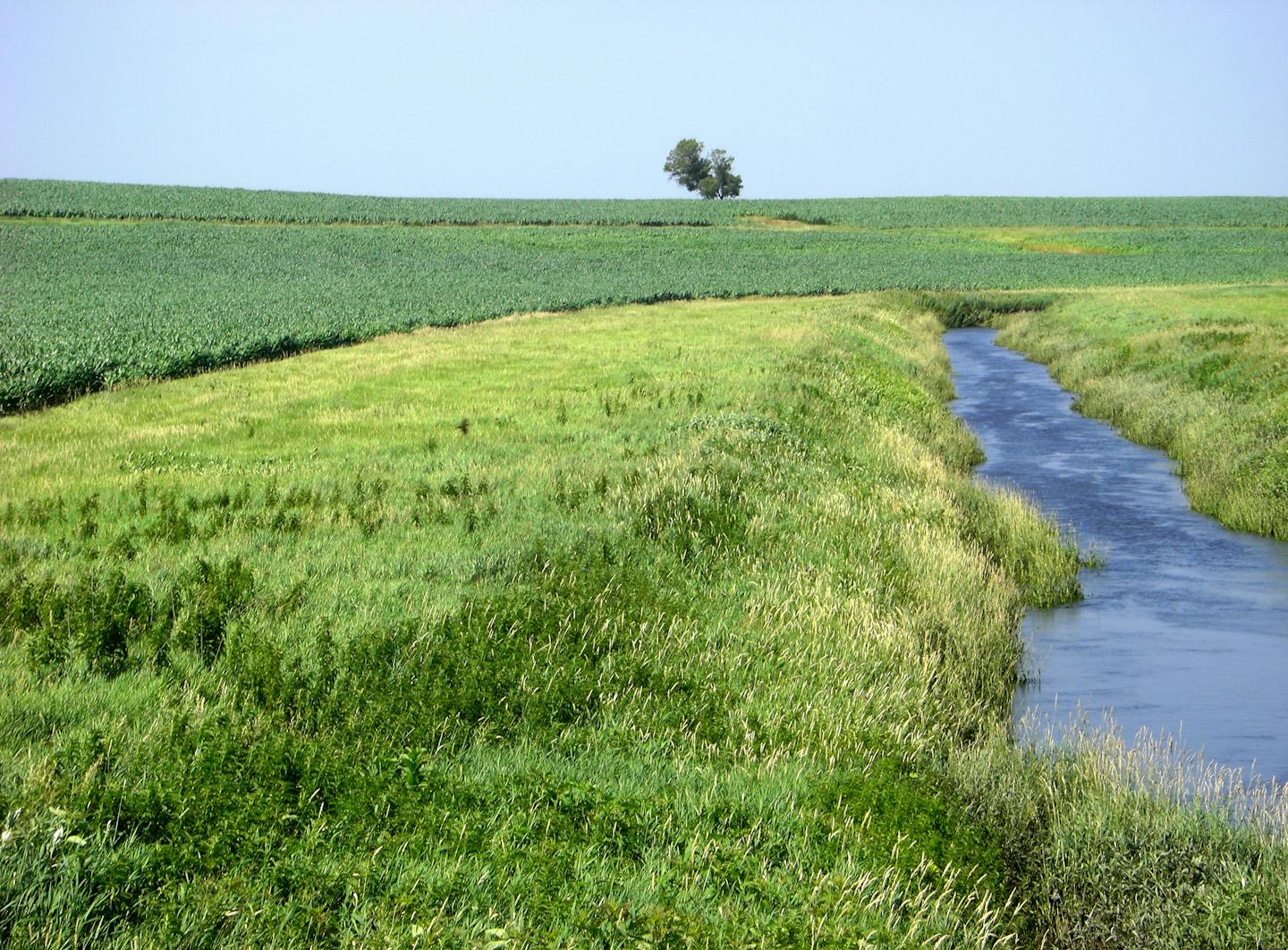 A grass buffer strip in Redwood County. A bill introduced in the Legislature would require buffer strips on most waterways. Photo courtsey Minnesota Board of Water and Soil Resources.