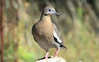 This is not the Minneapolis white-winged dove. Its shady tree perch did not lend itself to a good photo. This bird was in Mexico. Photo by Jim William