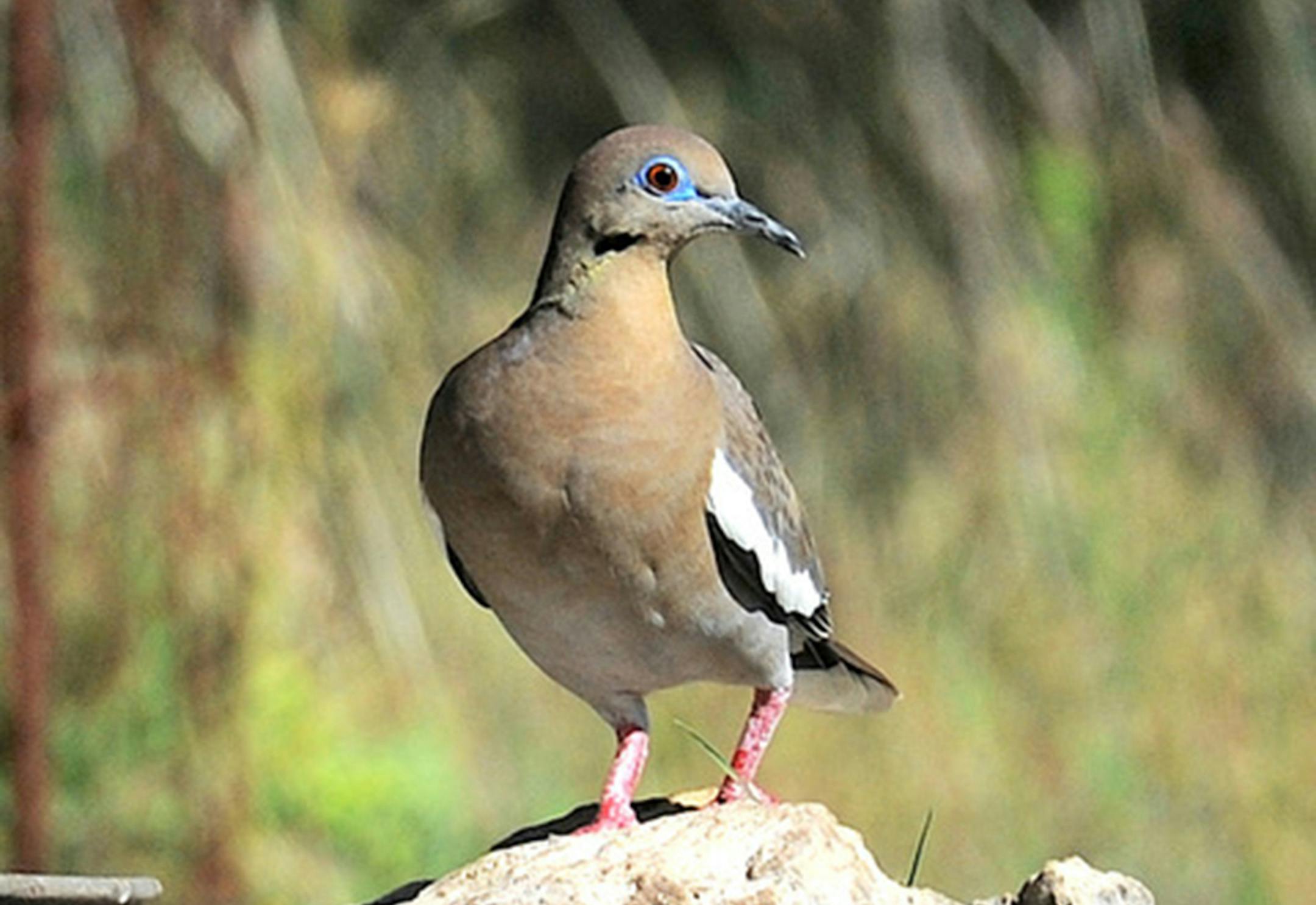 This is not the Minneapolis white-winged dove. Its shady tree perch did not lend itself to a good photo. This bird was in Mexico. Photo by Jim Williams