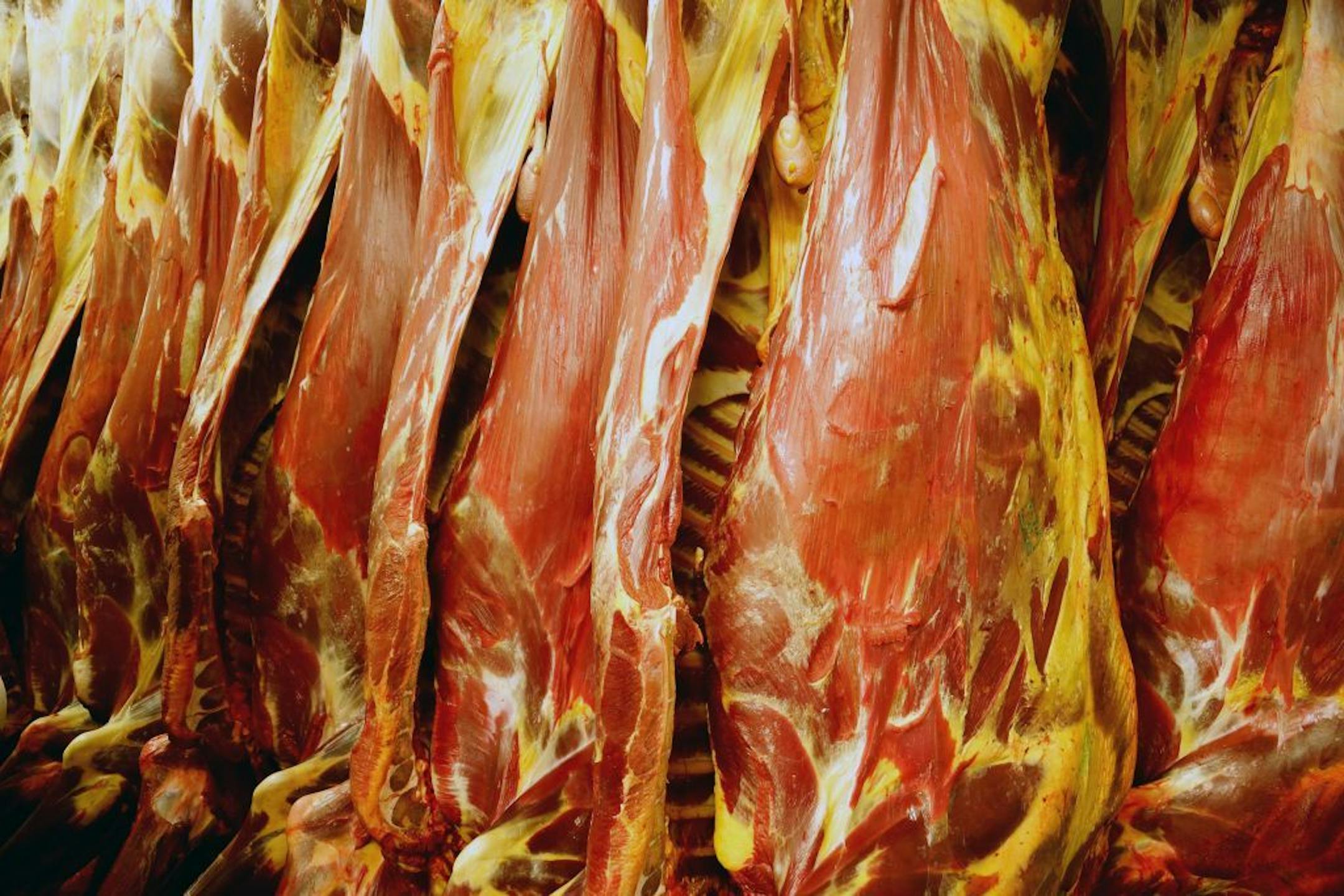 Carcasses hung in the mobile slaughter unit, a truck that Dan O�Brien uses to humanely slaughter bison in the field.