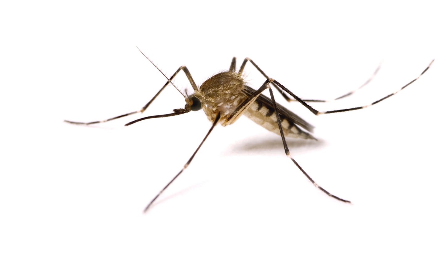 Stock image of a mosquito