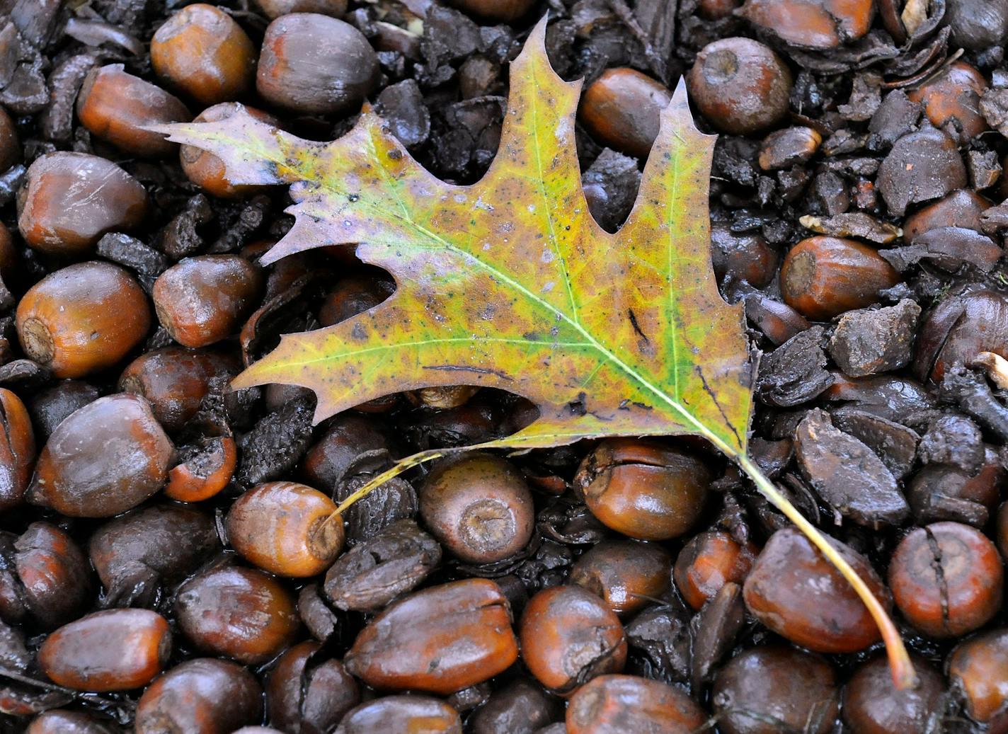 The production of acorns is cyclical, with a larger-than-usual crop turning up every two to five years.