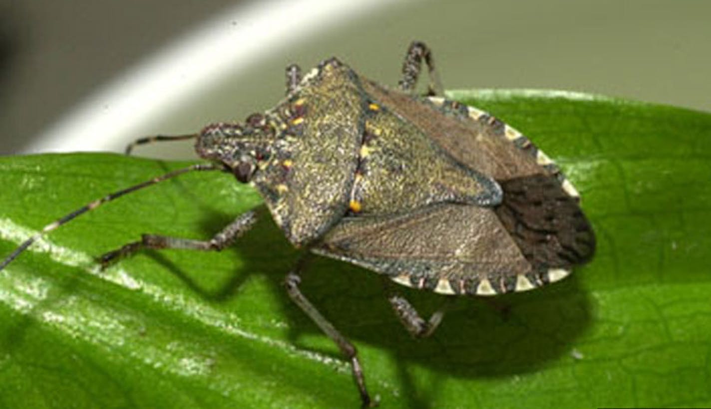 The brown marmorated stink bug (BMSB), discovered in St. Paul four years ago, is spreading rapidly in Minnesota. An effort led by the Minnesota Department of AGriculture to head off the latest insect invader gets under way this summer.