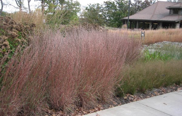 Ornamental grasses Blue Heaven little bluestem, introduced by the University of Minnesota, and prairie dropseed 'Tara' add interest and beauty to a wa