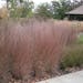 Ornamental grasses Blue Heaven little bluestem, introduced by the University of Minnesota, and prairie dropseed 'Tara' add interest and beauty to a wa