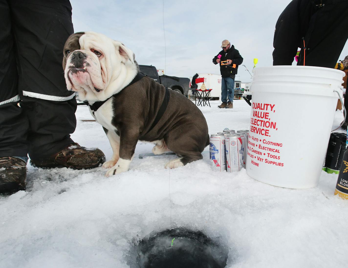 Gravy, a lale, two-year old English bulldog, stayed close to his owner Brandon Olson of Montevideo as Olson and other family members fished on Hole in the Day Bay of Gull Lake during the Ice Fishing Extravaganza Saturday, Feb. 6, 2016, in Brainerd, MN.](DAVID JOLES/STARTRIBUNE)djoles@startribune.com About 10,000 ice fishing contestants were expected to headed to Gull Lake north of Brainerd for the Brainerd Jaycees 26th Annual $150,000 Ice Fishing Extravaganza. **Brandon Olson ,cq