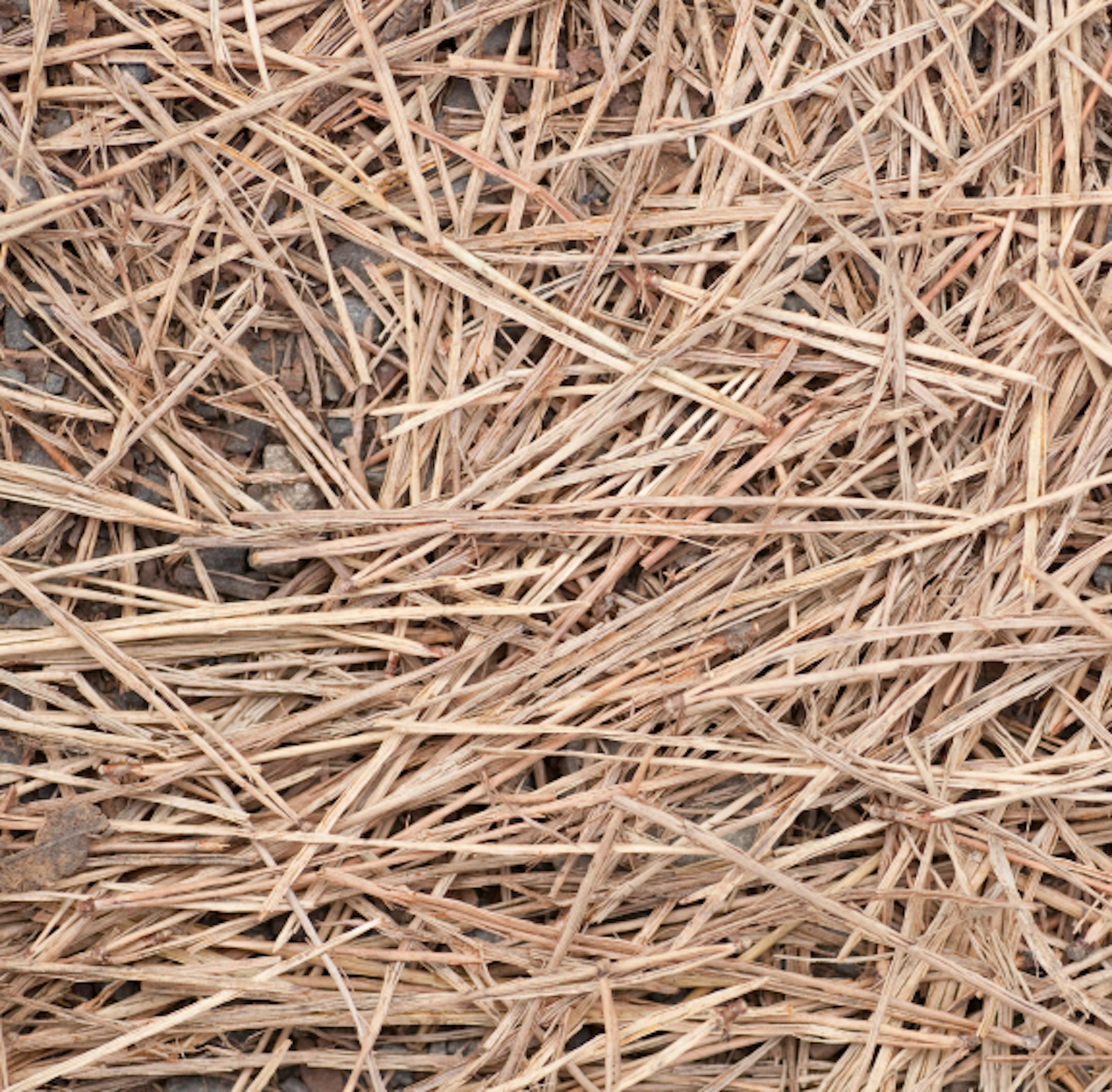 pine straw mulch Istockphoto.com