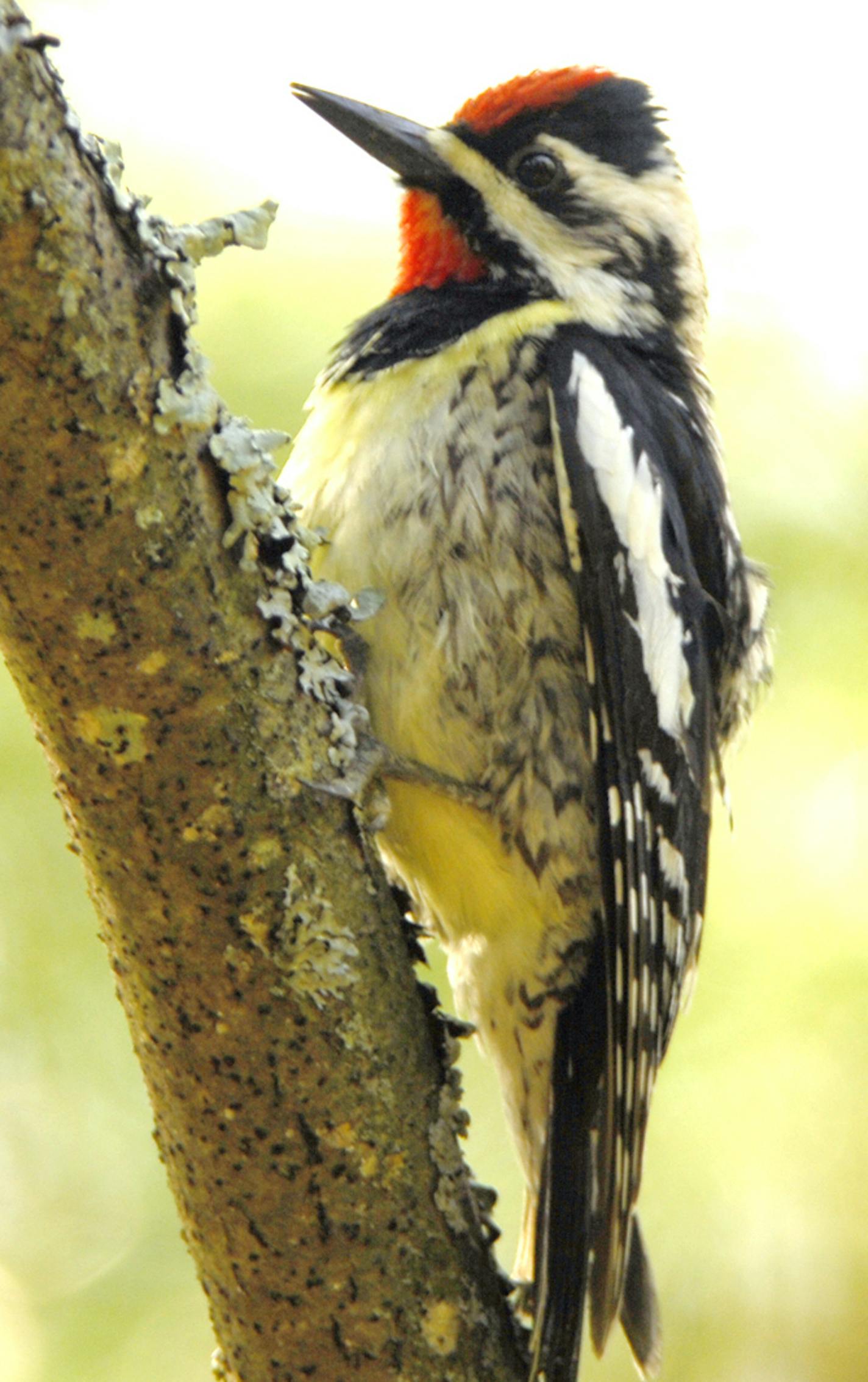 Yellow-bellied woodpeckers have a distinct rapping rhythm during courtship, rapid initially, then ever slower, as if powered by a spring winding down. credit: Jim Williams