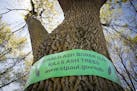 Bands were put around ash trees along Grand Avenue in St. Paul last year. Minneapolis and St. Paul have cut down thousands of trees because of emerald
